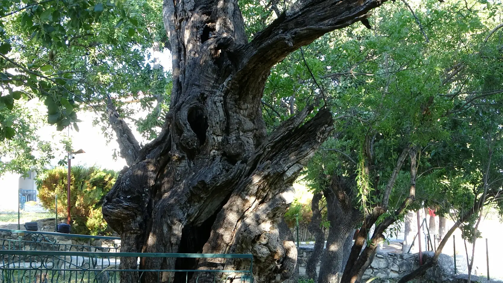 800 yıllık 'Menengiç ağacı' zamana direniyor