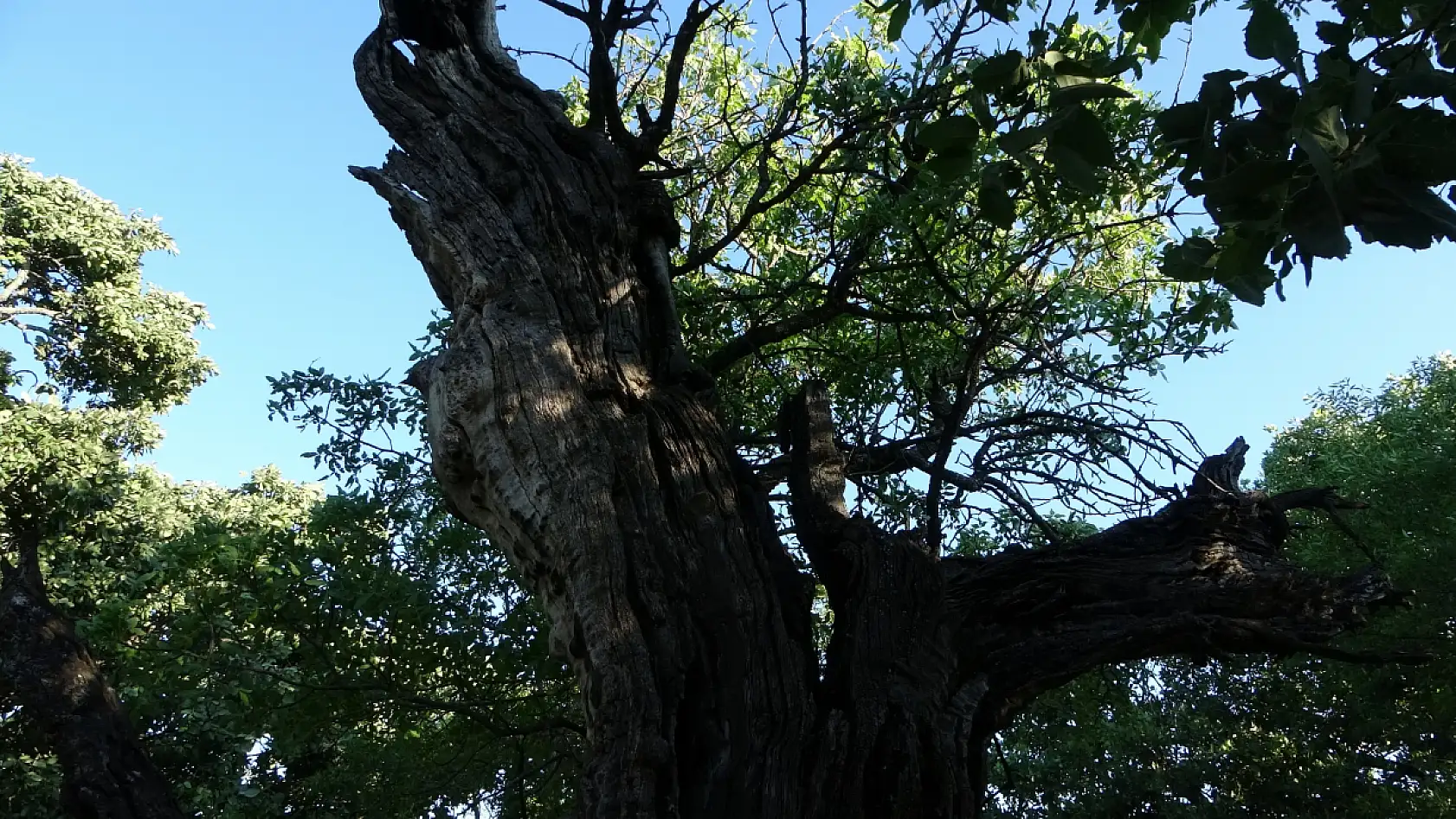 800 yıllık 'Menengiç ağacı' zamana direniyor