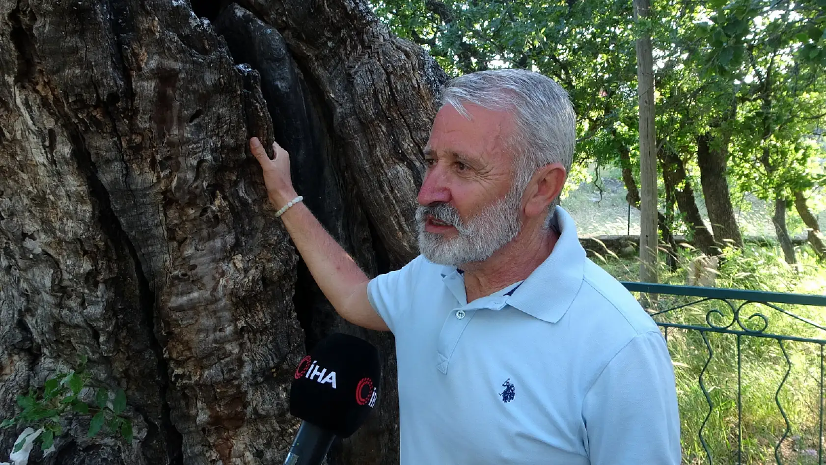 800 yıllık 'Menengiç ağacı' zamana direniyor