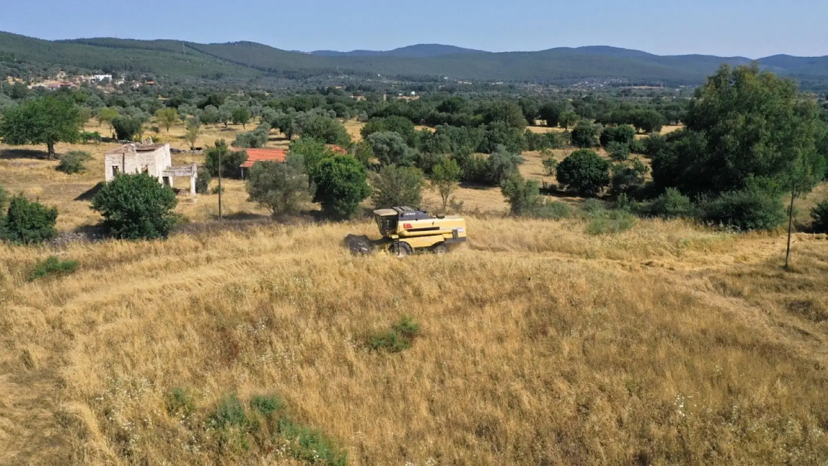 Bodrum Belediyesi'nden karakılçık buğdayı hasadı