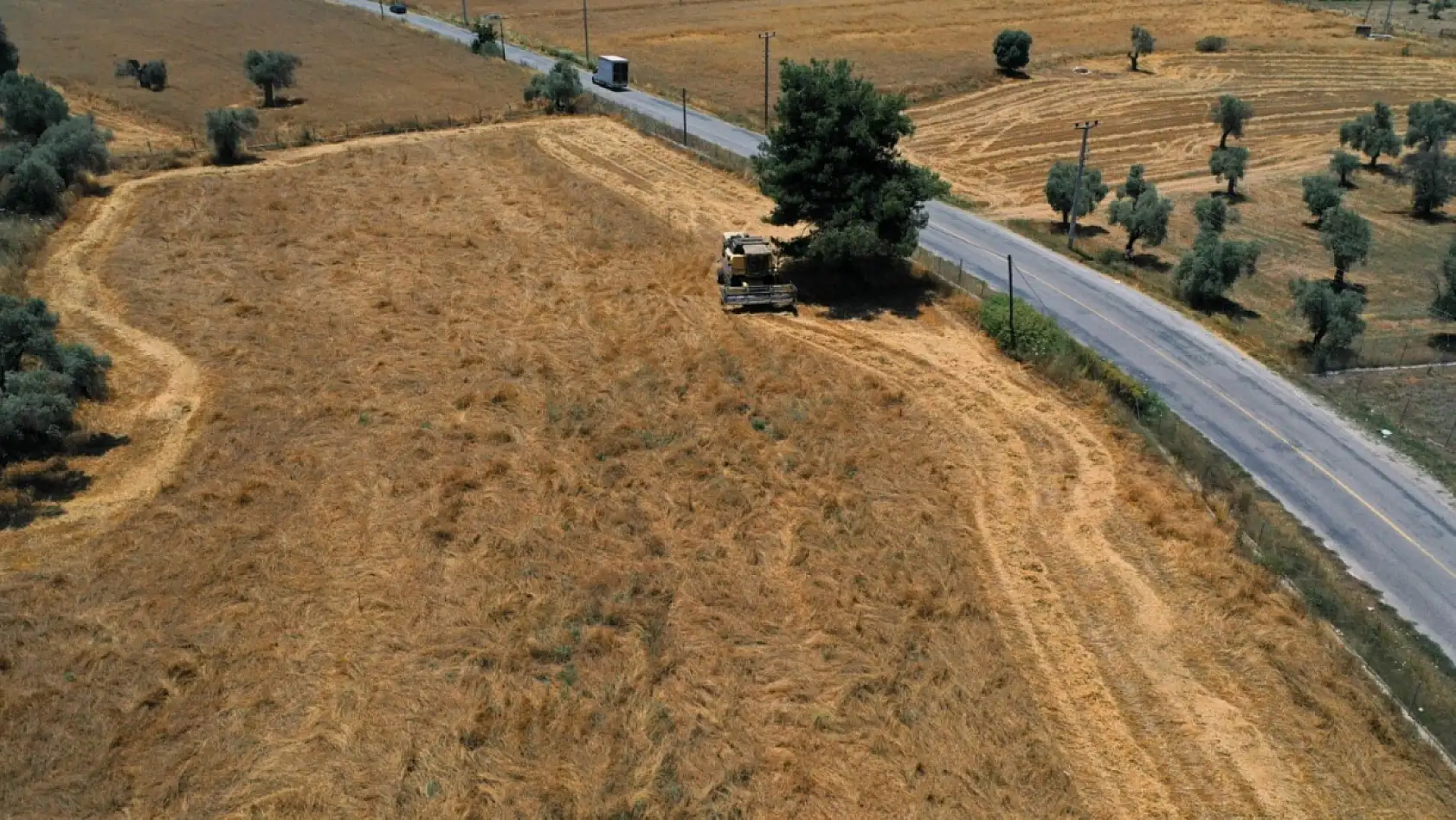 Bodrum Belediyesi'nden karakılçık buğdayı hasadı