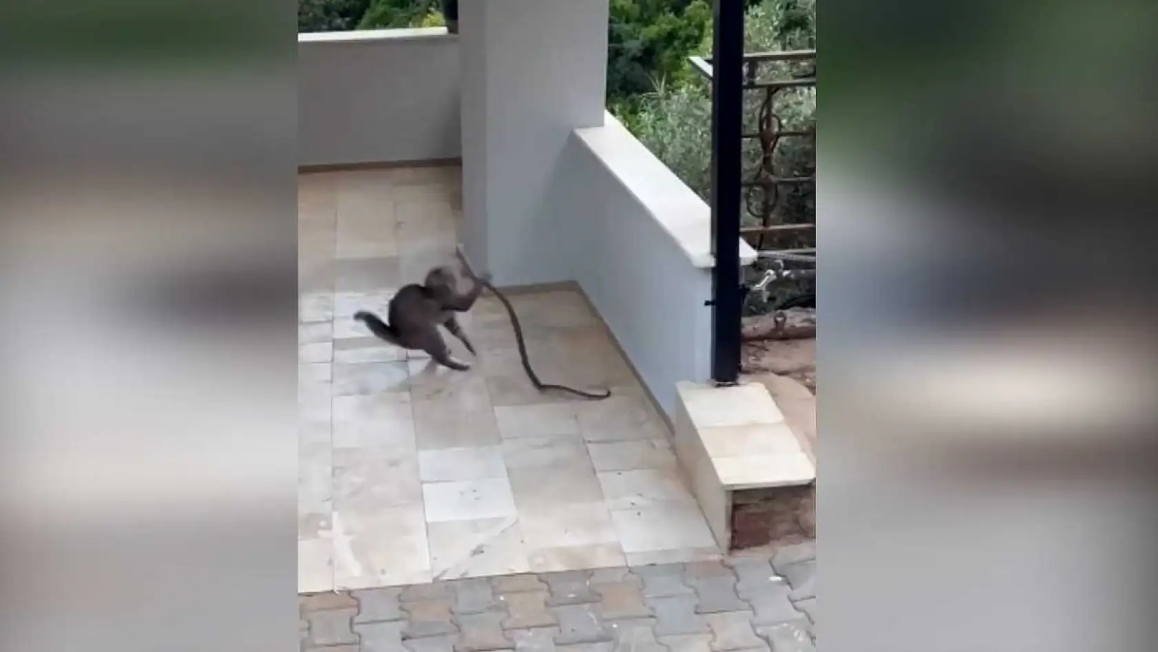 Kedi ile yılanın apartman girişindeki ilginç mücadelesi
