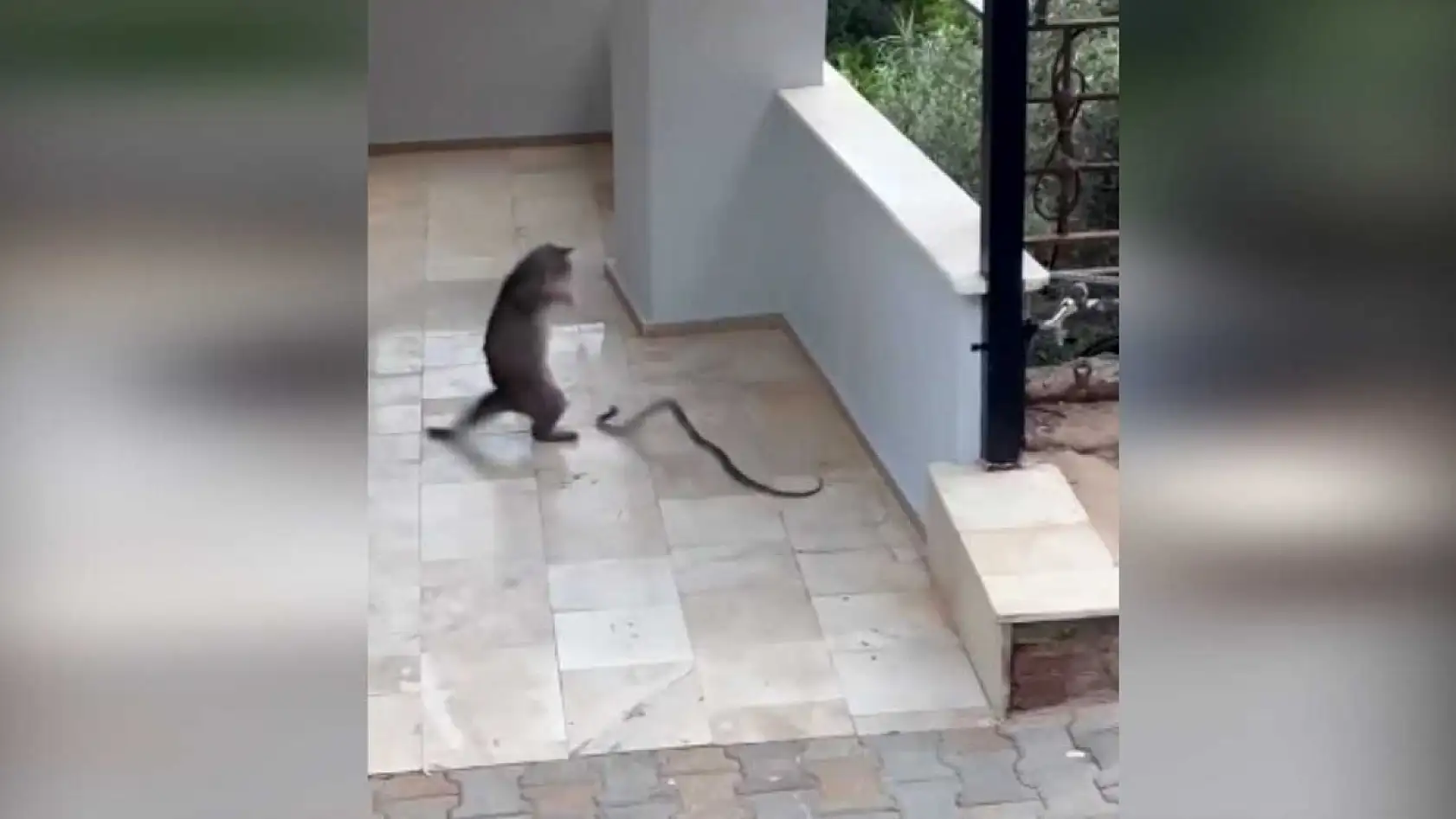 Kedi ile yılanın apartman girişindeki ilginç mücadelesi