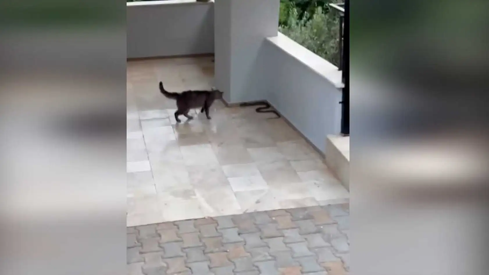Kedi ile yılanın apartman girişindeki ilginç mücadelesi
