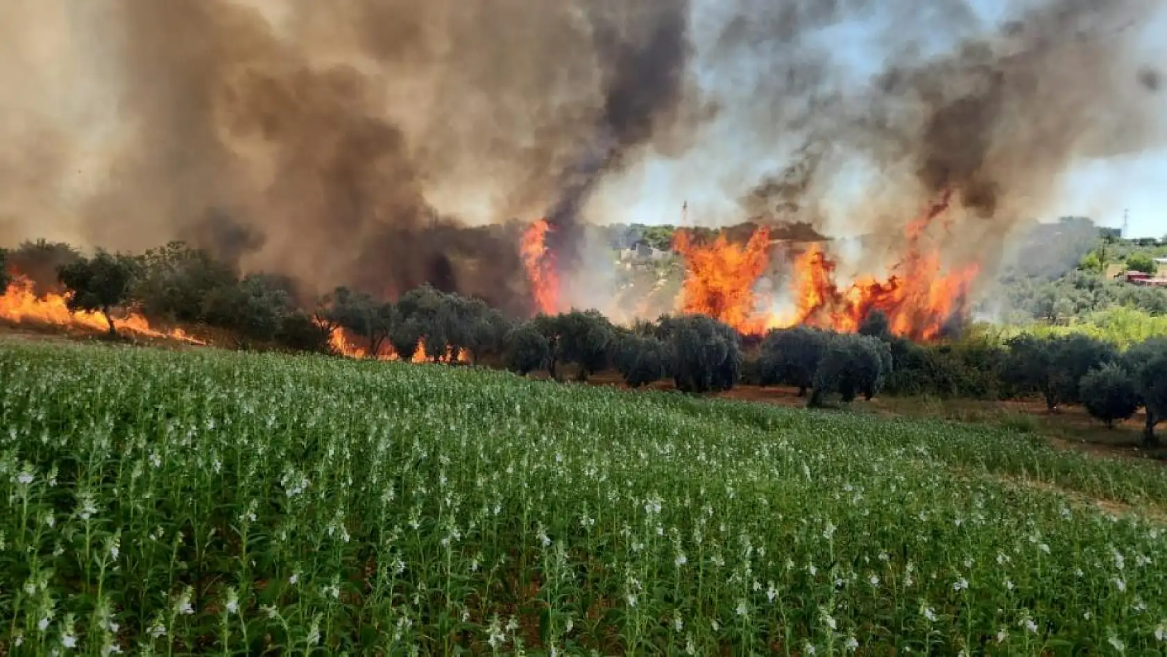 Antalya'da ormanlık ve kırsal alanda çıkan yangın kontrol altına alındı