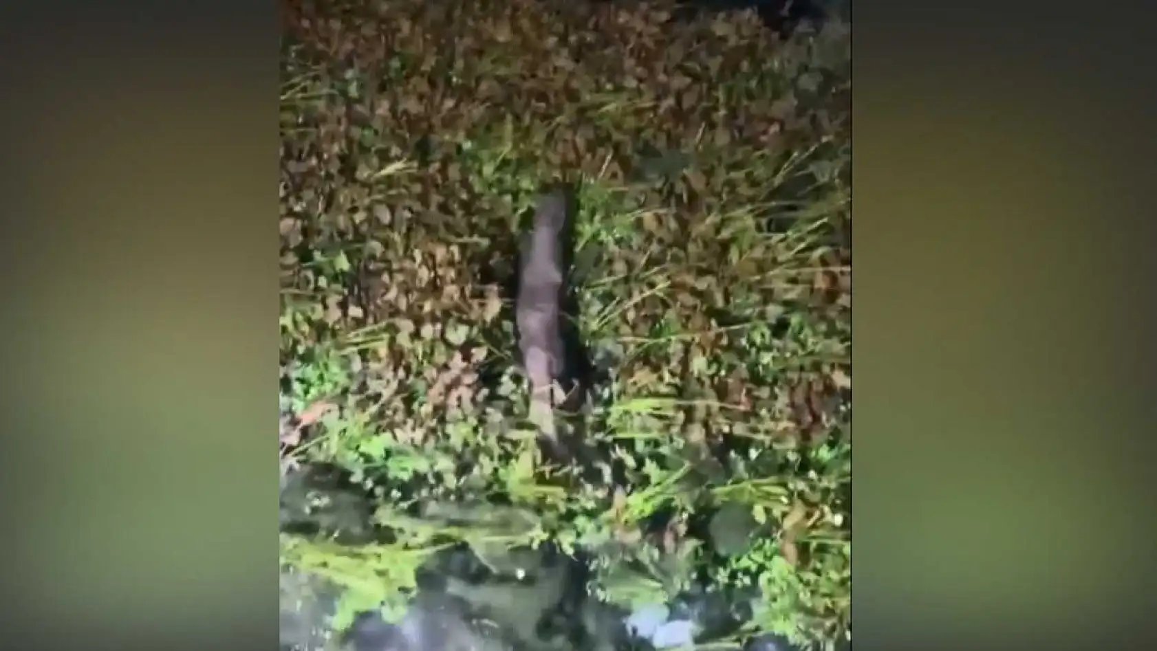 Akyaka'da nesli tükenme tehlikesindeki Su Samuru görüntülendi