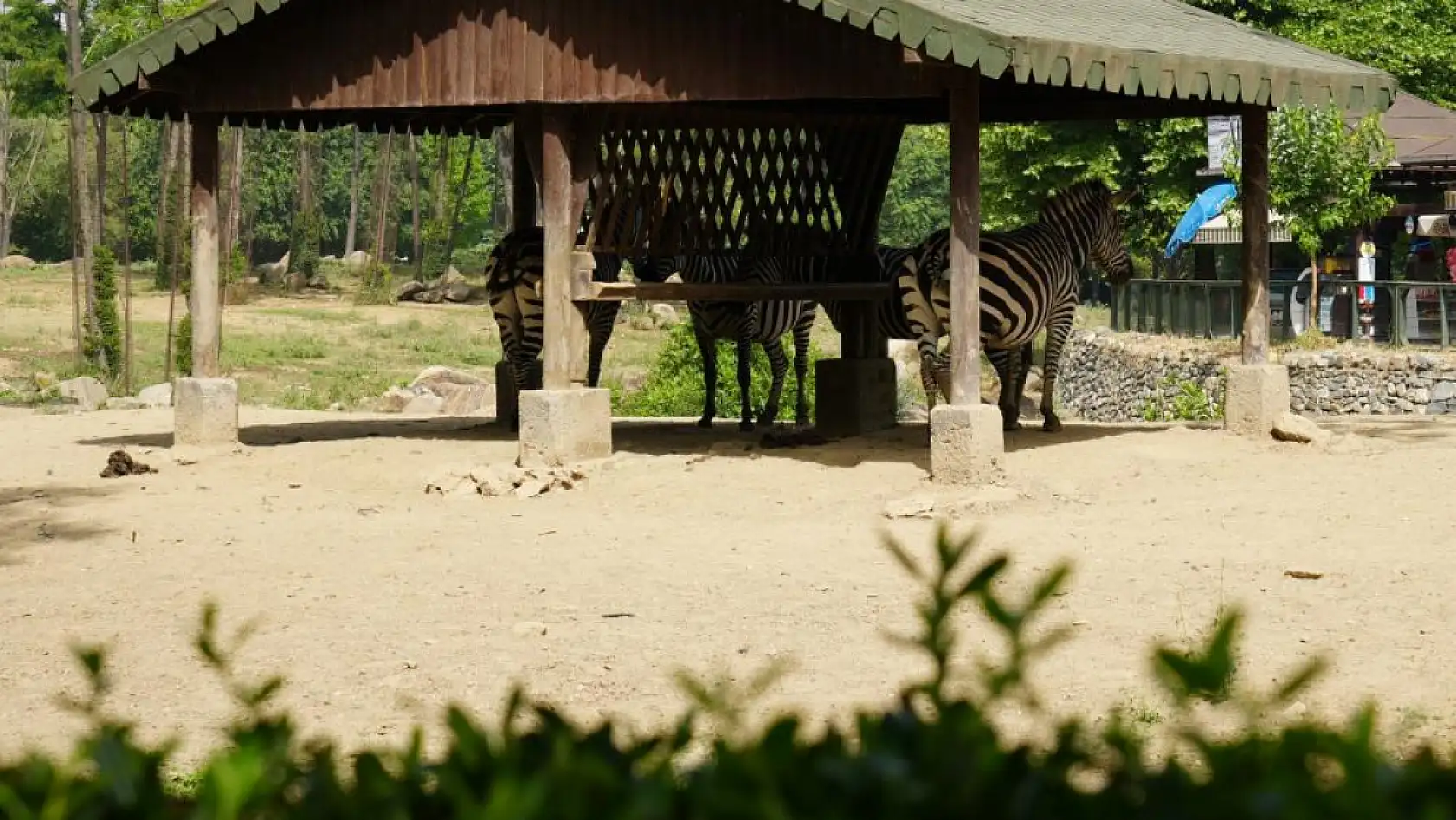 Sıcaktan bunalan hayvanların buzlu meyve keyfi