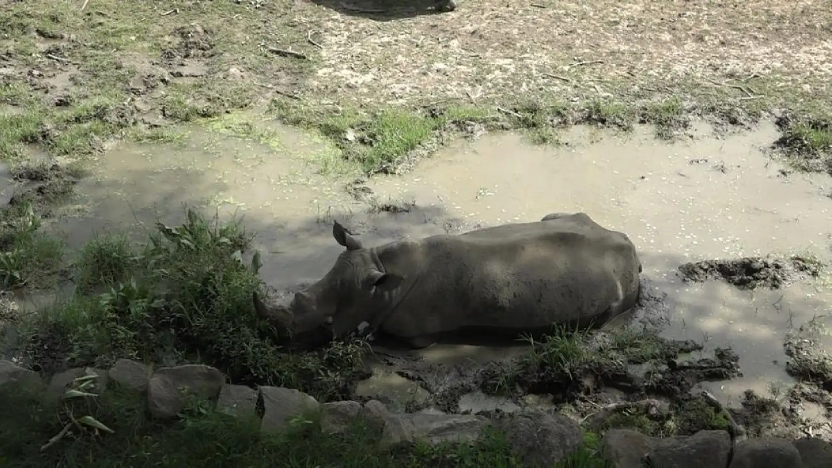 Sıcaktan bunalan hayvanların buzlu meyve keyfi