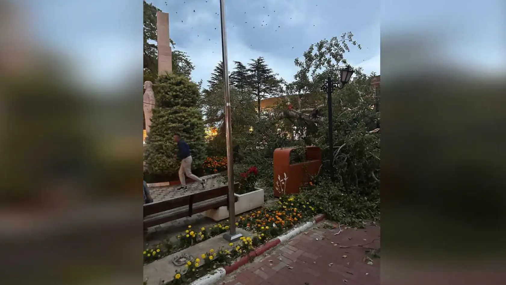457 yıllık tarihi ağaç yıkıldı, facianın eşiğinden dönüldü