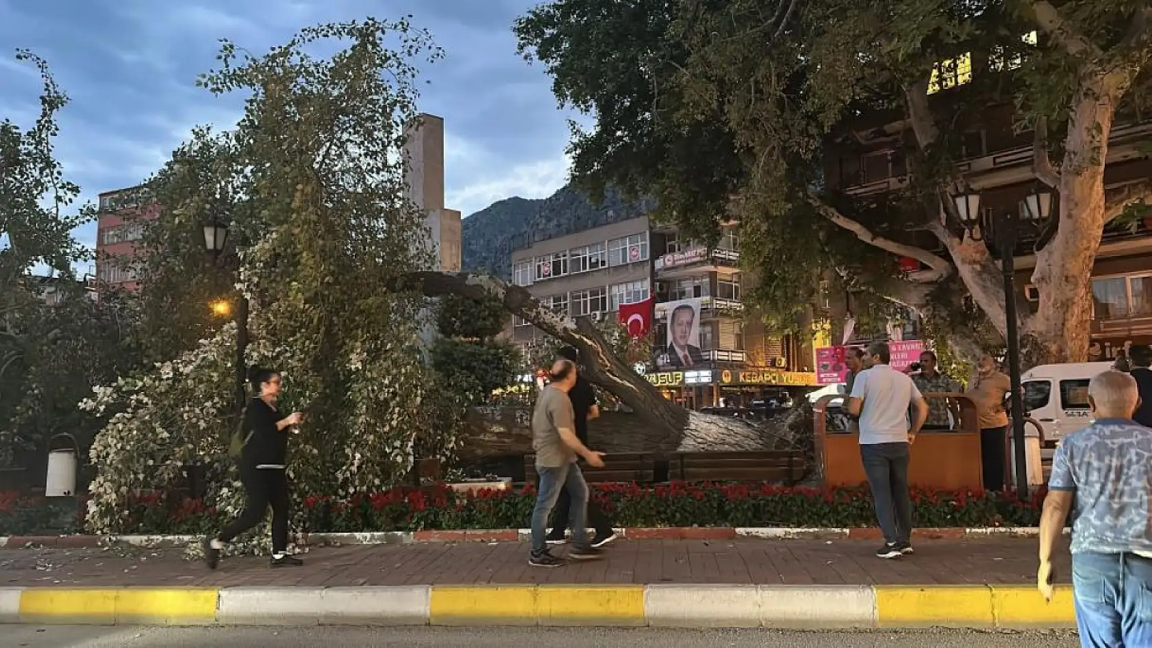 457 yıllık tarihi ağaç yıkıldı, facianın eşiğinden dönüldü