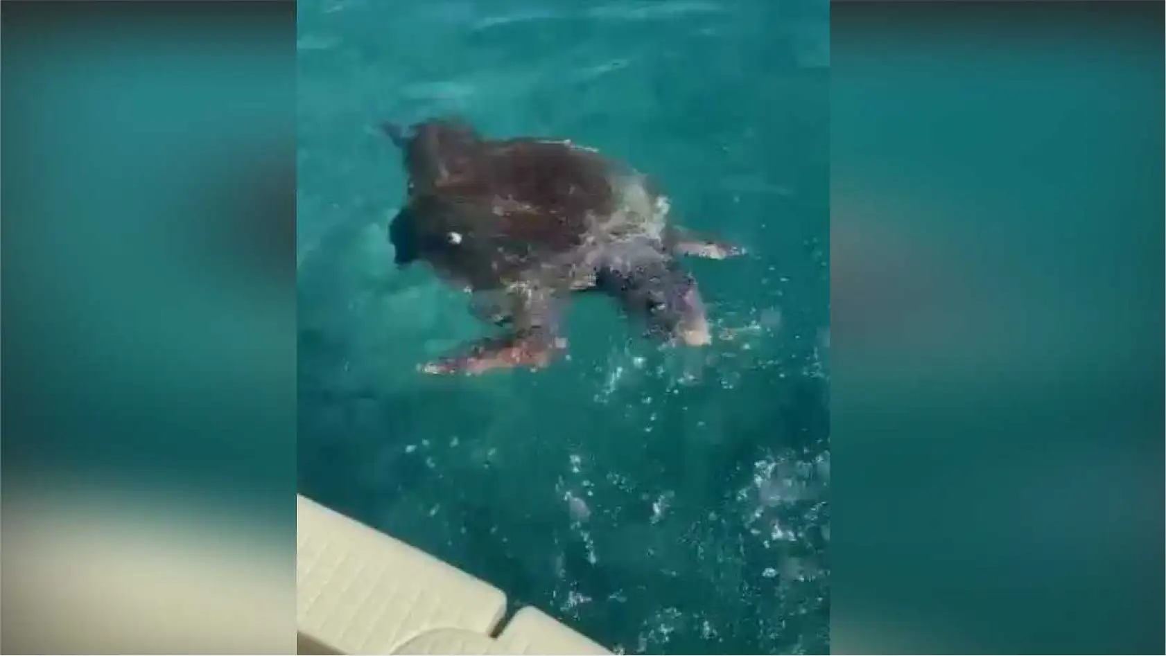 Uzman isim Caretta caretta ısırma vakalarının sebebini açıkladı