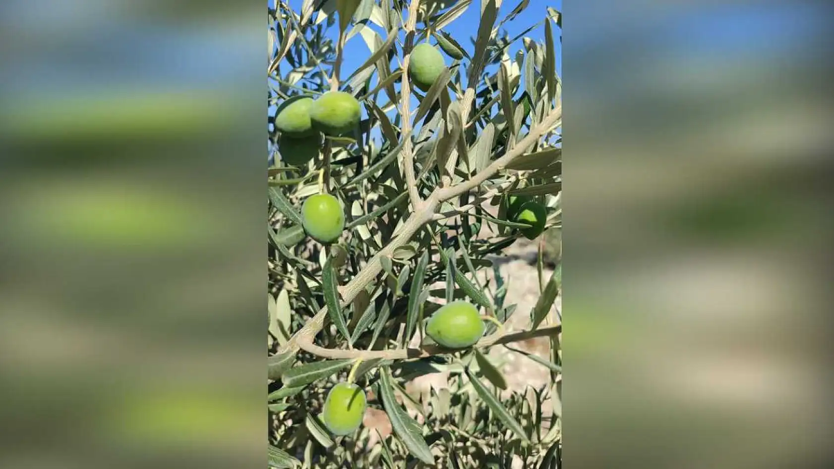 Zeytin üreticileri şokta! Meyveleri kurtlandırıyor