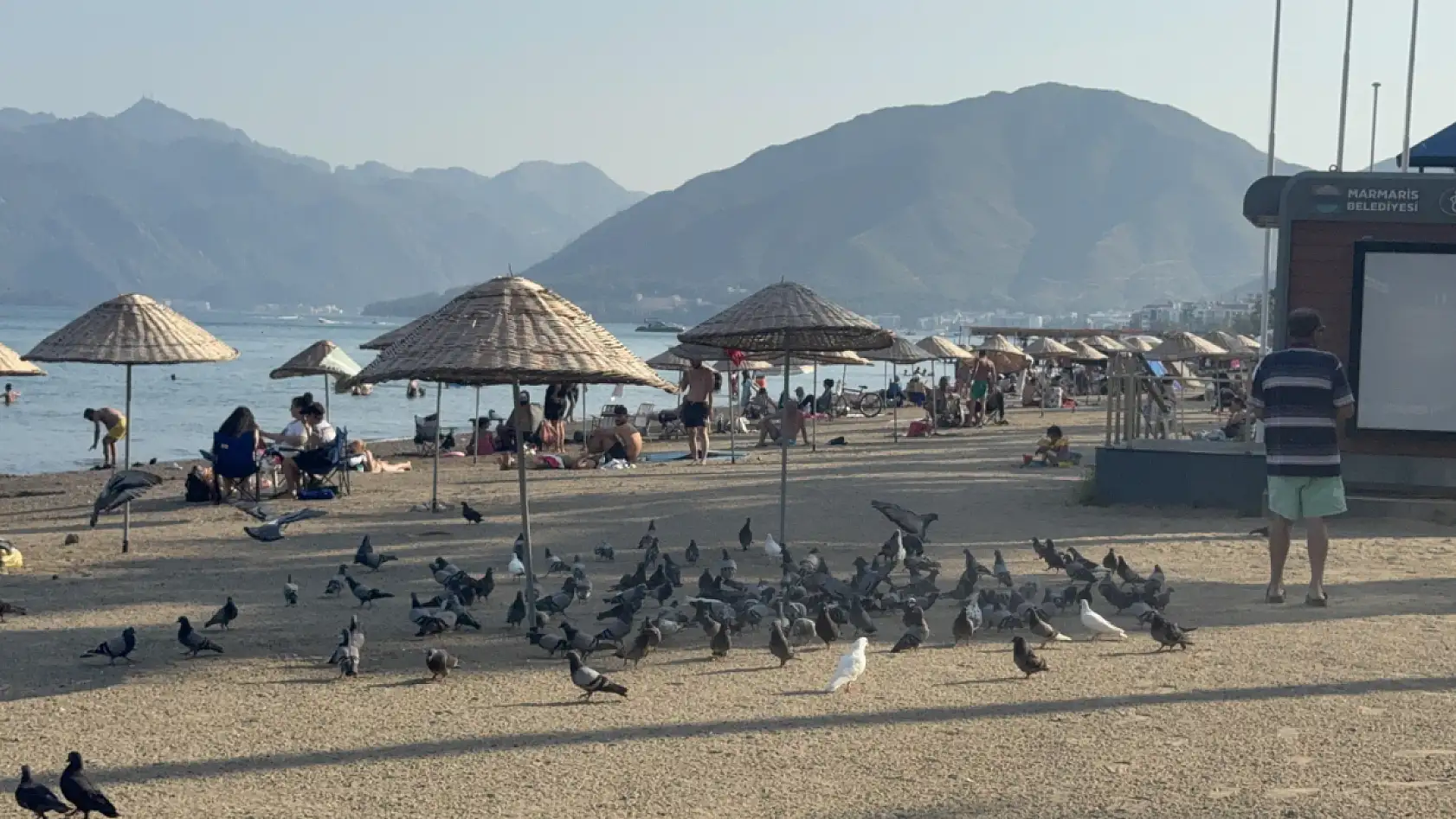 Marmaris Halk Plajı'nın kanatlı müdavimlerine vatandaşlardan ilgi
