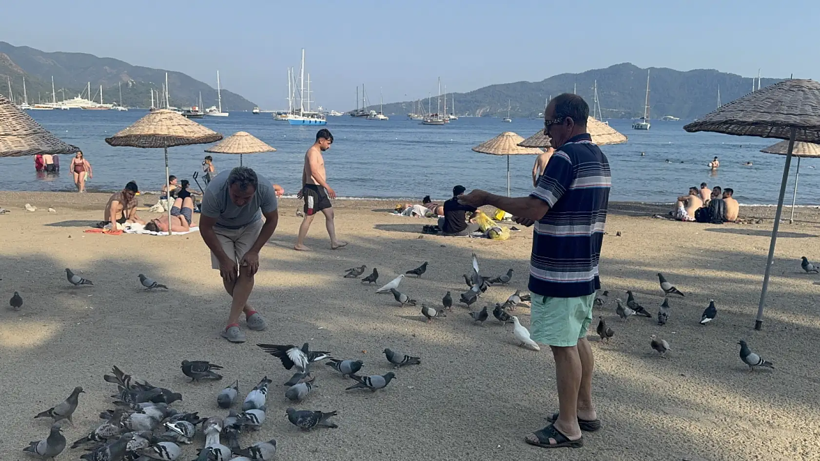 Marmaris Halk Plajı'nın kanatlı müdavimlerine vatandaşlardan ilgi
