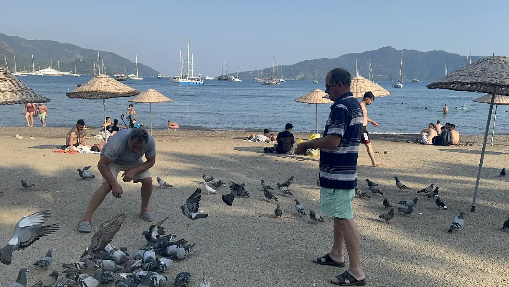 Marmaris Halk Plajı'nın kanatlı müdavimlerine vatandaşlardan ilgi