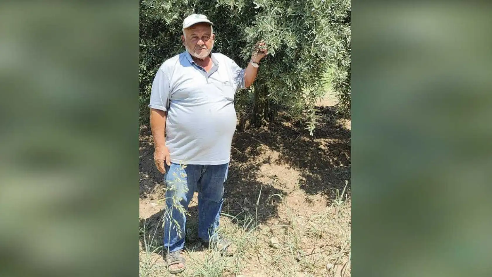 Menteşe Göktepe'de zeytinliklerde Entegre Mücadele denetimi