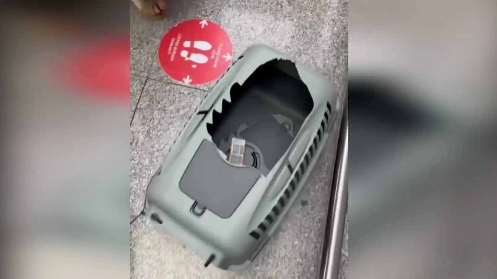 Uçağın kargo bölümüne verdiği evcil hayvanlarını teslim alınca çılgına döndü