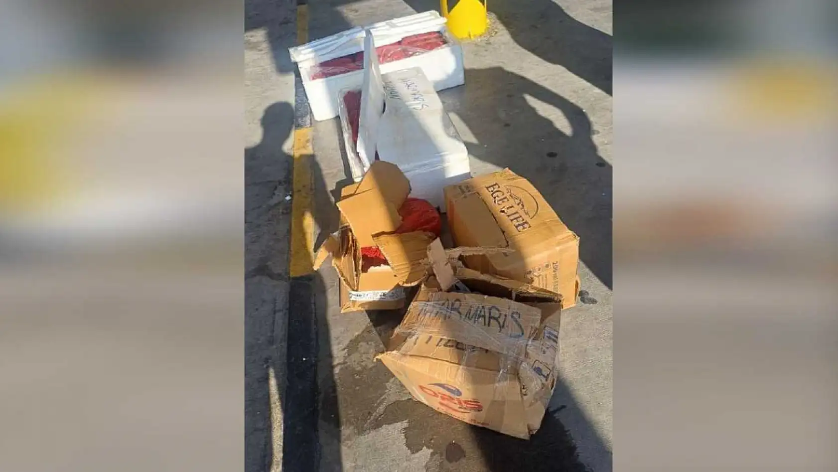 Muğla otobüs terminalinde sahipsiz midyelere el konuldu