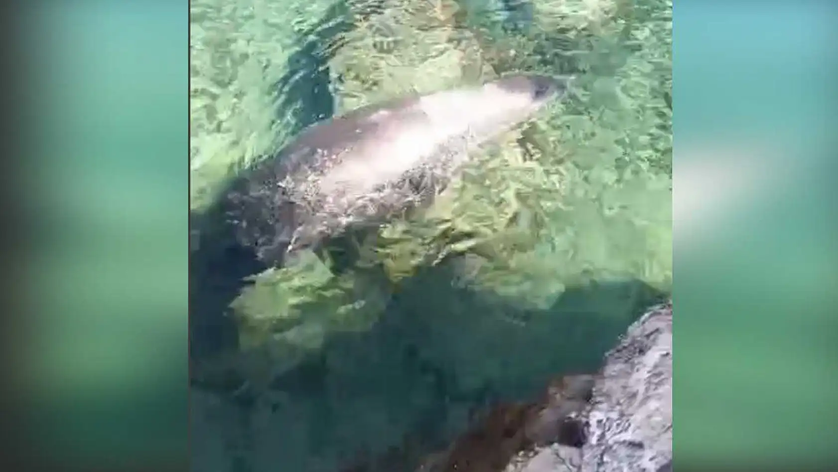 Marmaris Çiftlik Koyu'nun sevimli misafiri Fok Balığı