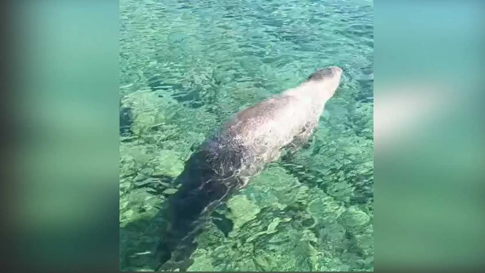 Marmaris Çiftlik Koyu'nun sevimli misafiri Fok Balığı