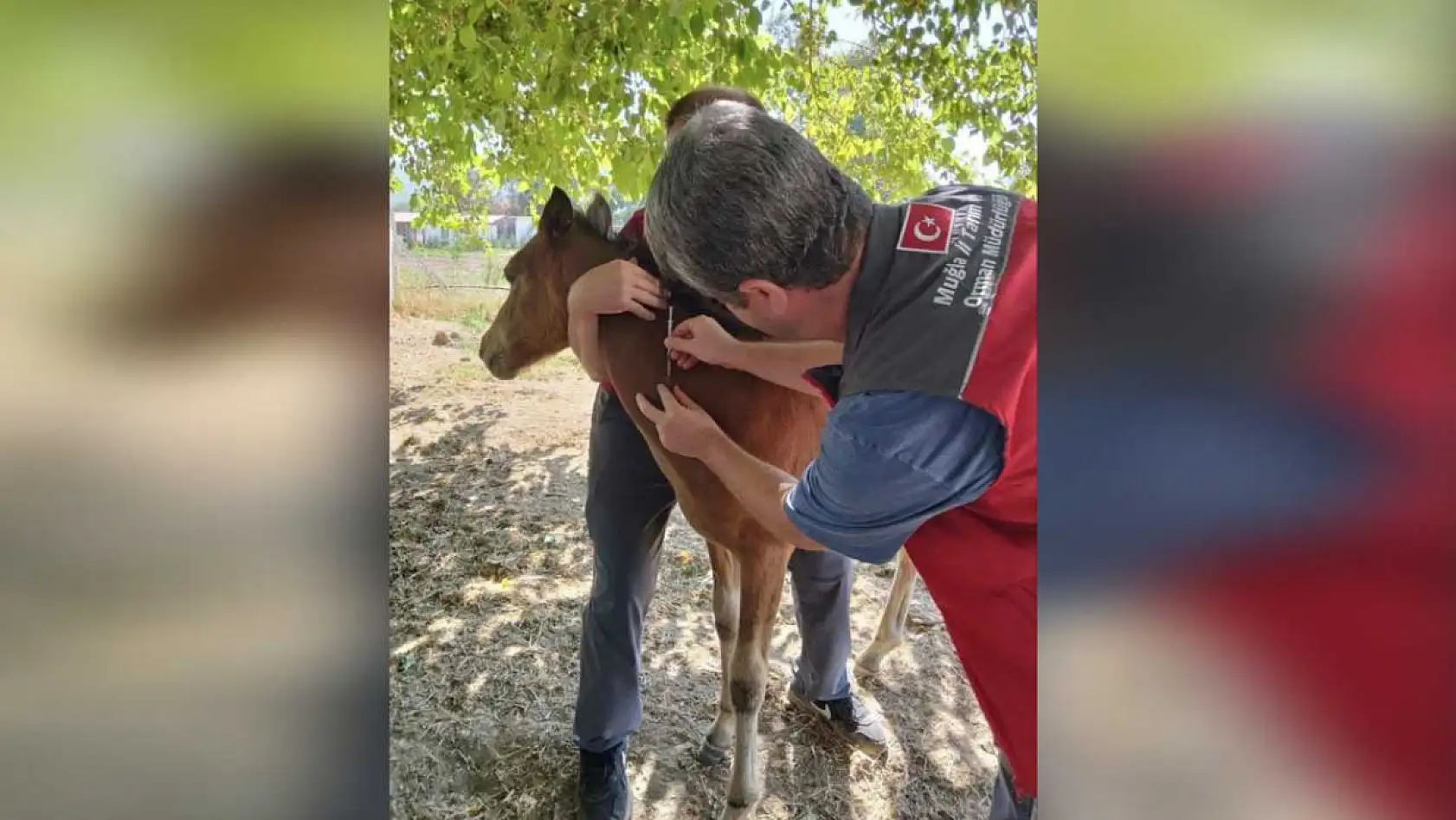 Menteşe'de Rahvan Atlarına Mallein Testi Uygulandı