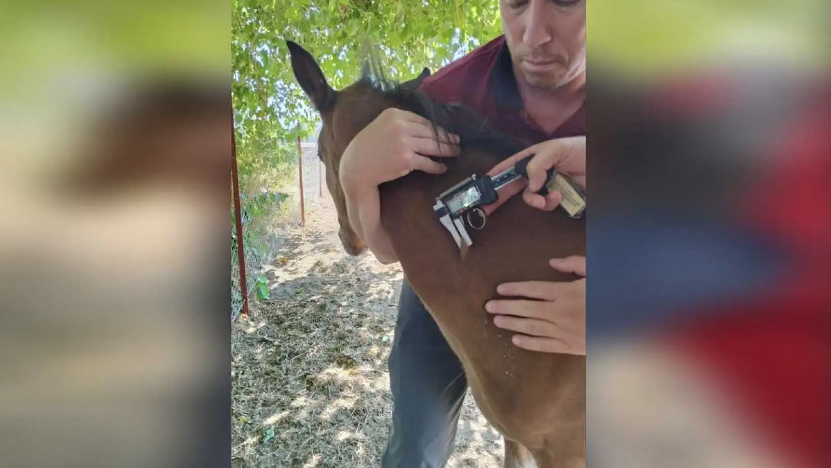 Menteşe'de Rahvan Atlarına Mallein Testi Uygulandı