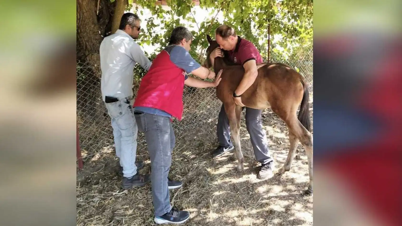 Menteşe'de Rahvan Atlarına Mallein Testi Uygulandı