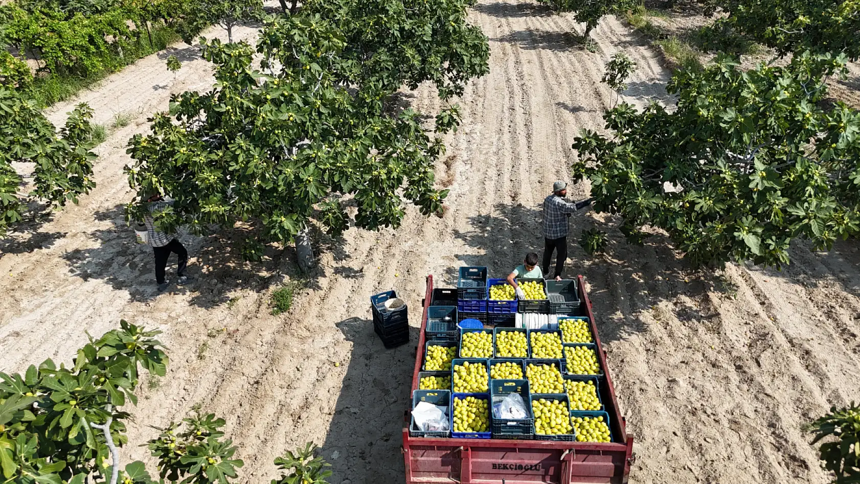 Damak çatlatan lezzeti taze incir, sofralarda yerini aldı
