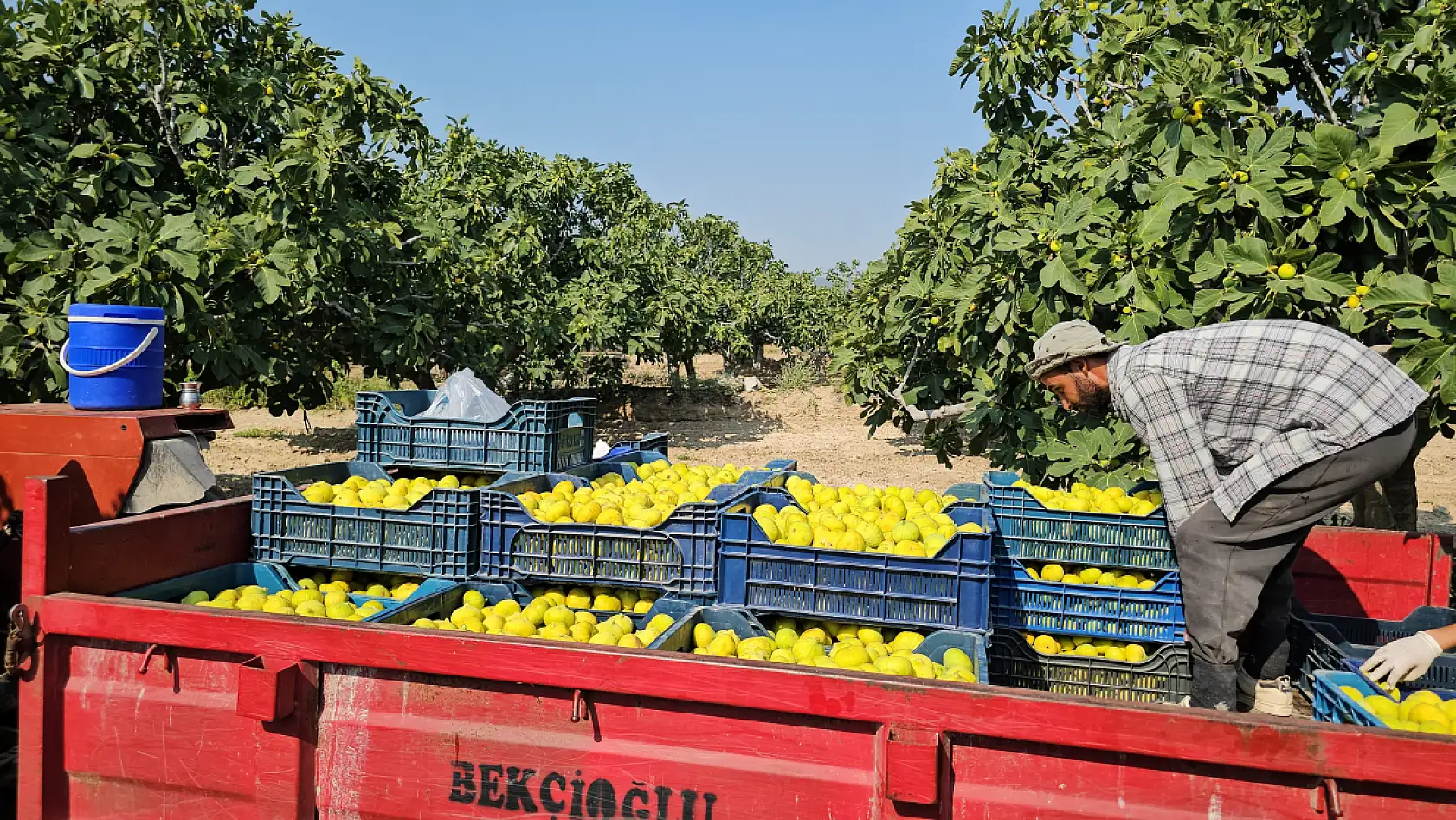 Damak çatlatan lezzeti taze incir, sofralarda yerini aldı