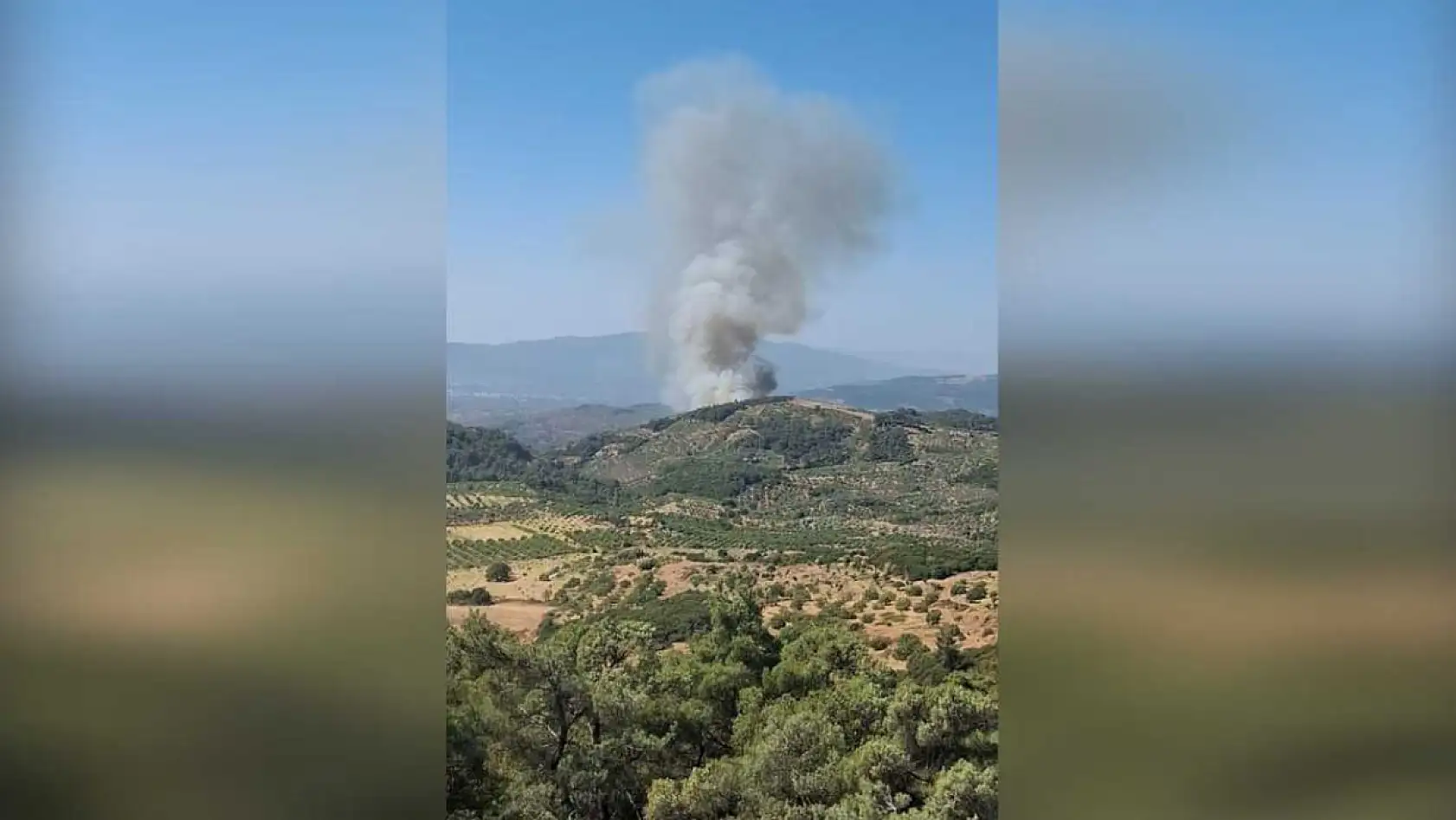 Aydın'ın Germencik İlçesinde Orman Yangını