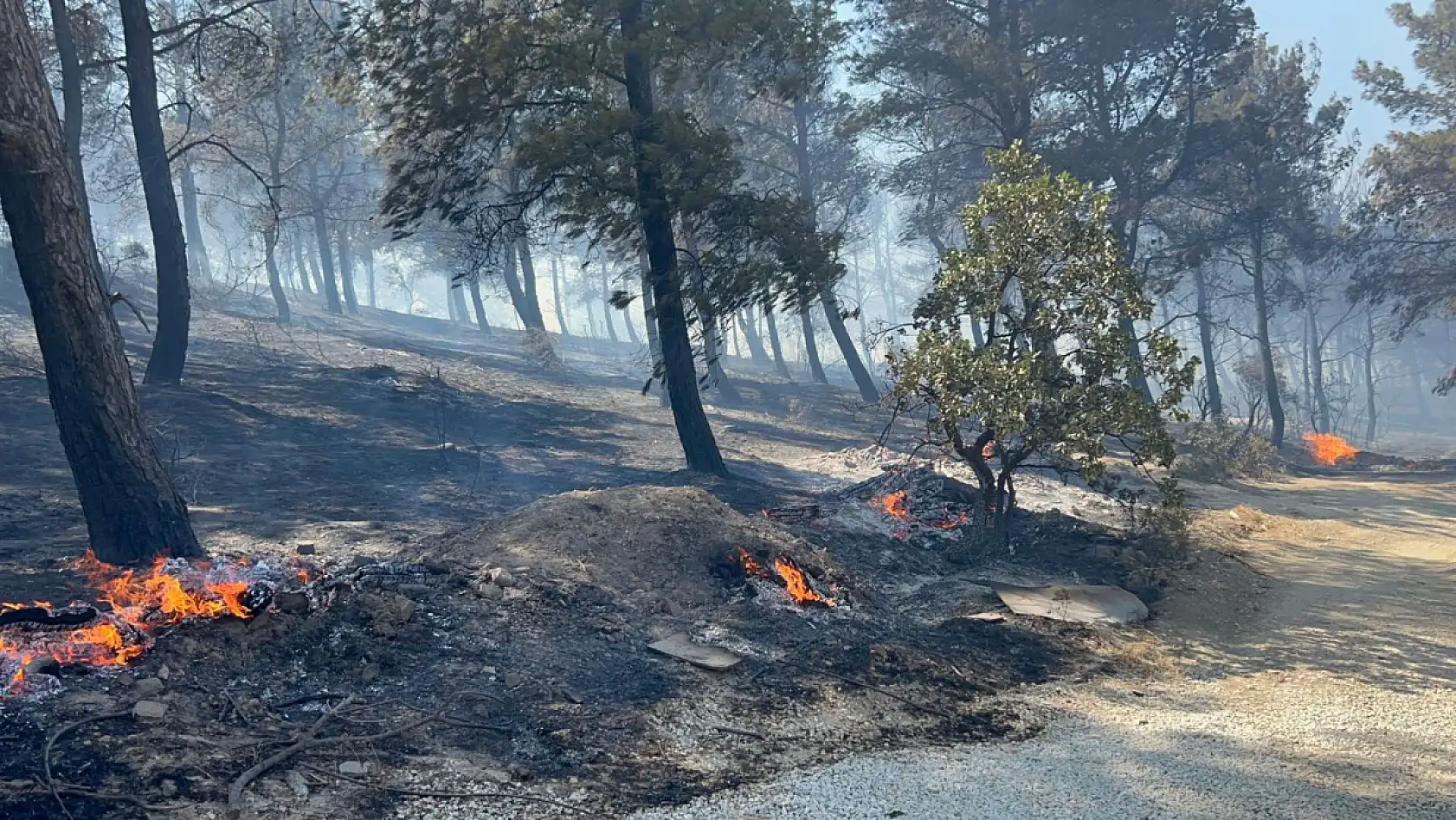 Çanakkale'de ormanlık alana sıçrayan yangında villalar yandı