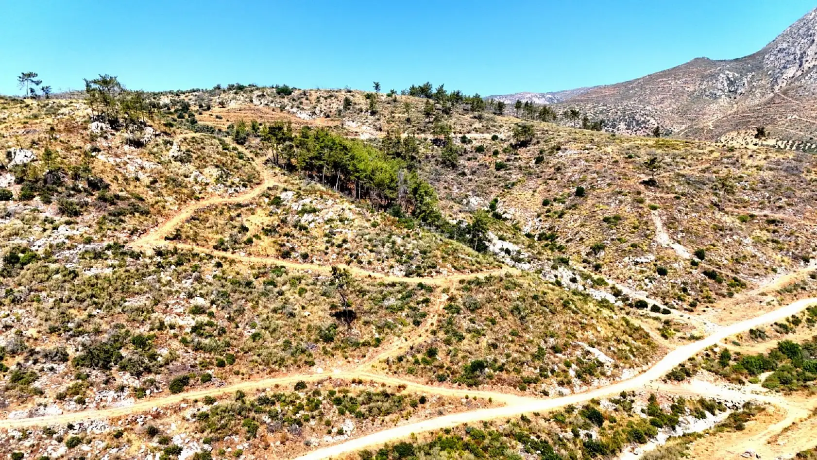 Çökertme'de küle dönen ormanlar 5 yılda yeniden hayat buldu