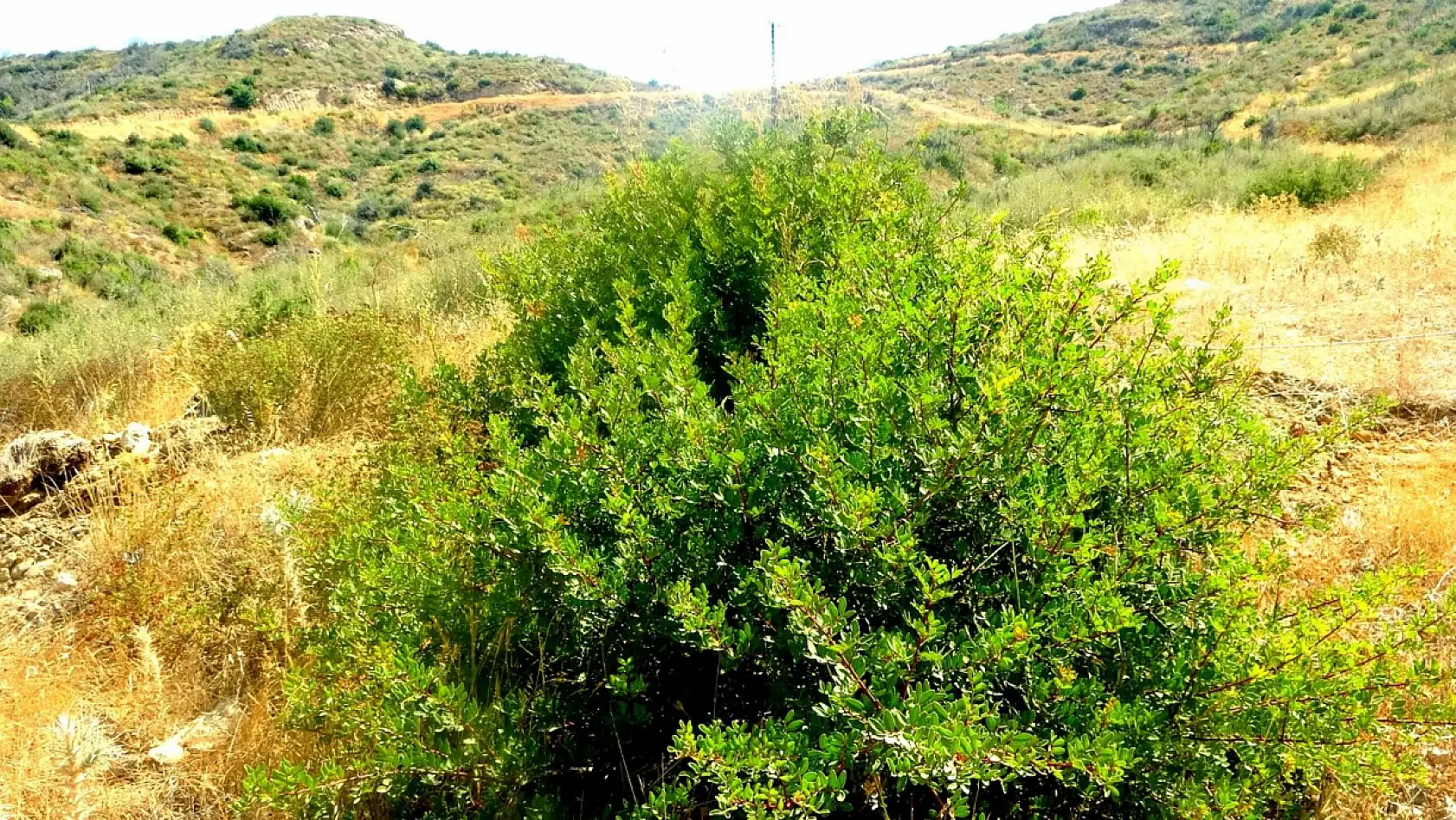Çökertme'de küle dönen ormanlar 5 yılda yeniden hayat buldu