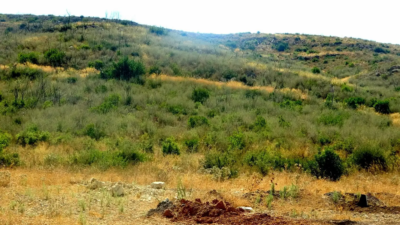 Çökertme'de küle dönen ormanlar 5 yılda yeniden hayat buldu