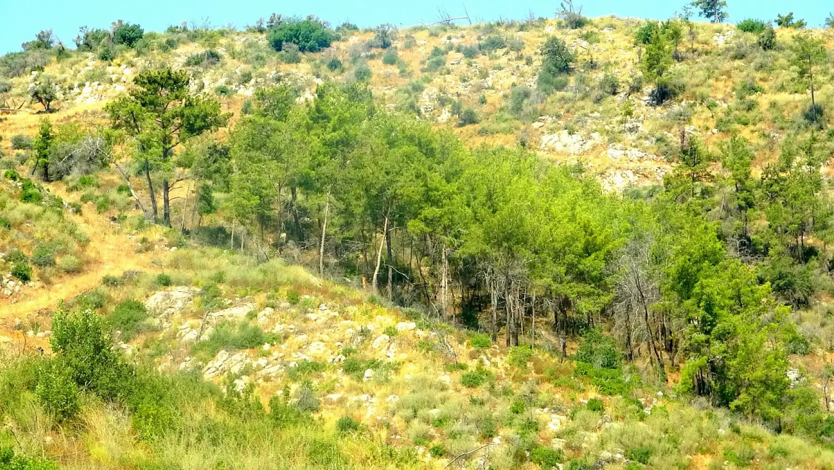 Çökertme'de küle dönen ormanlar 5 yılda yeniden hayat buldu