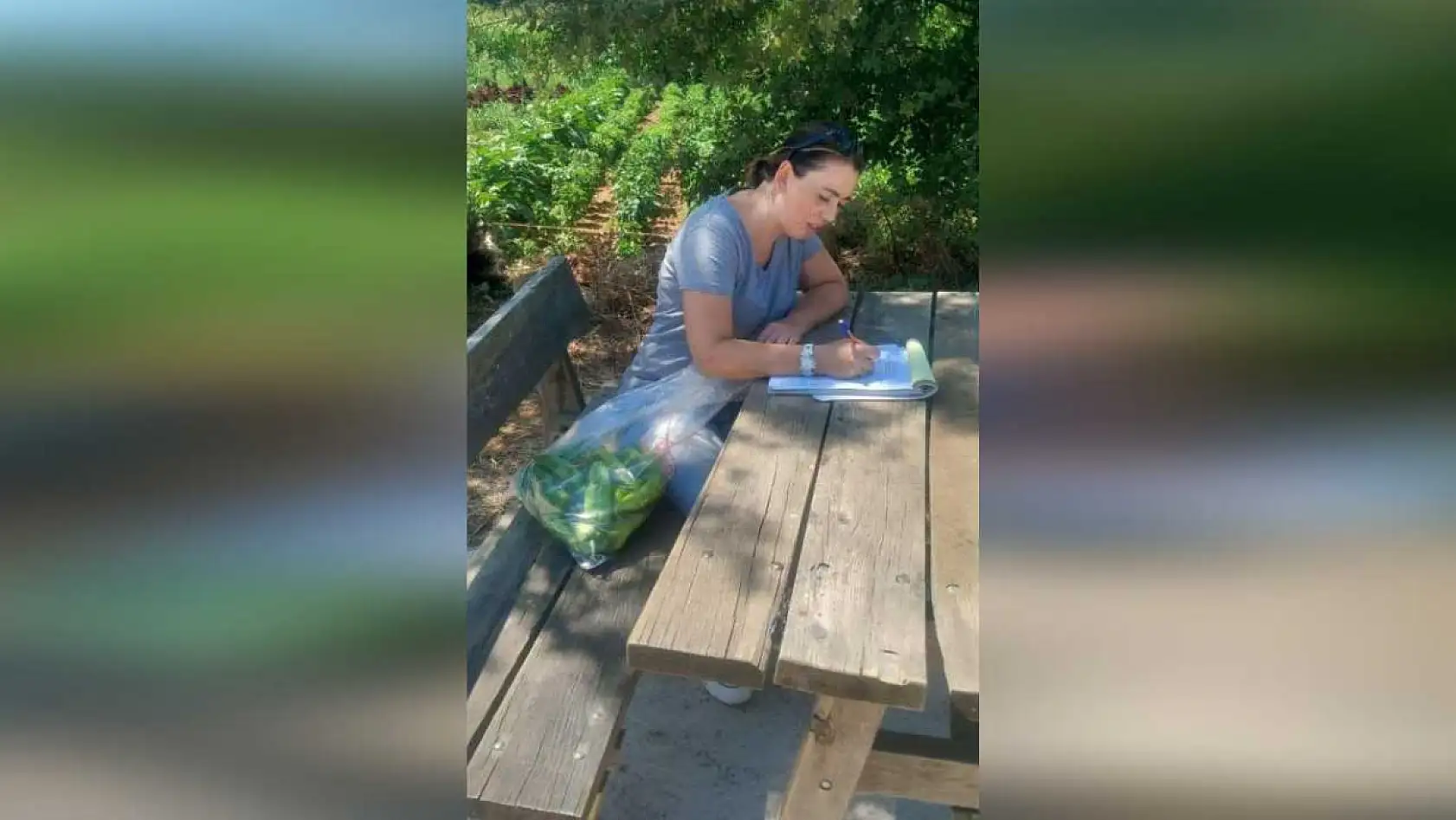 Menteşe'de hasat öncesi numune alımları sürüyor