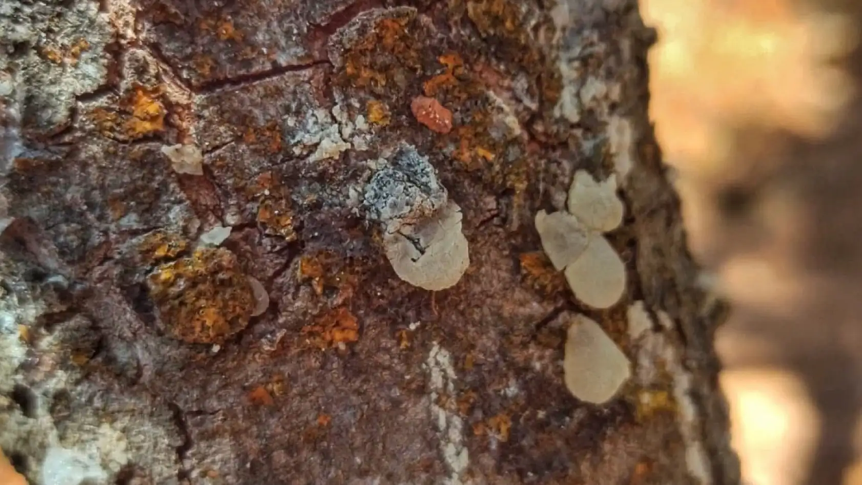 Fethiye'de sakız hasadı başladı