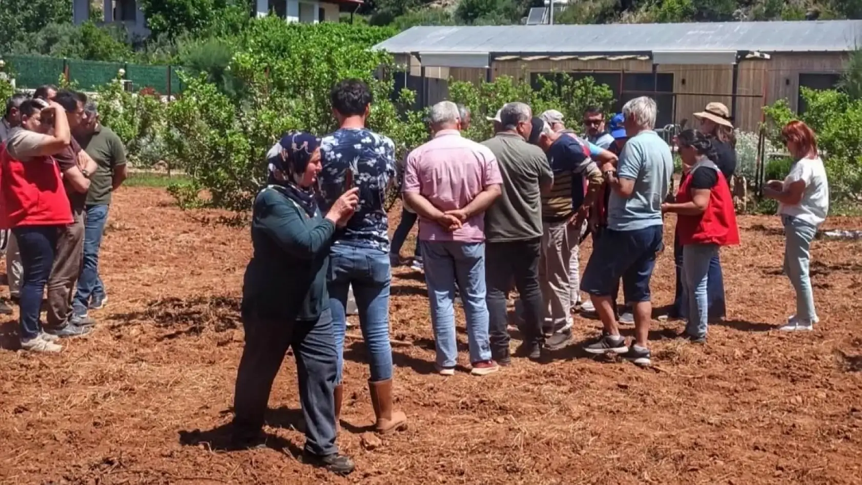 Fethiye'de sakız hasadı başladı