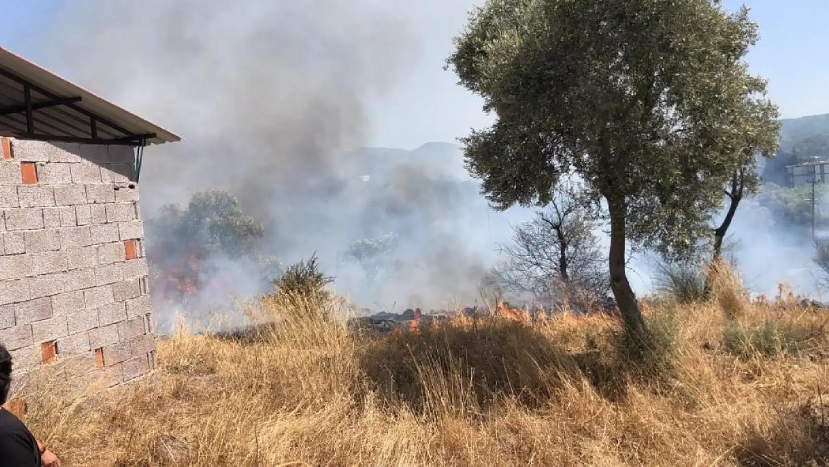 Bodrum'da otluk ve zeytinlik alanda yangın