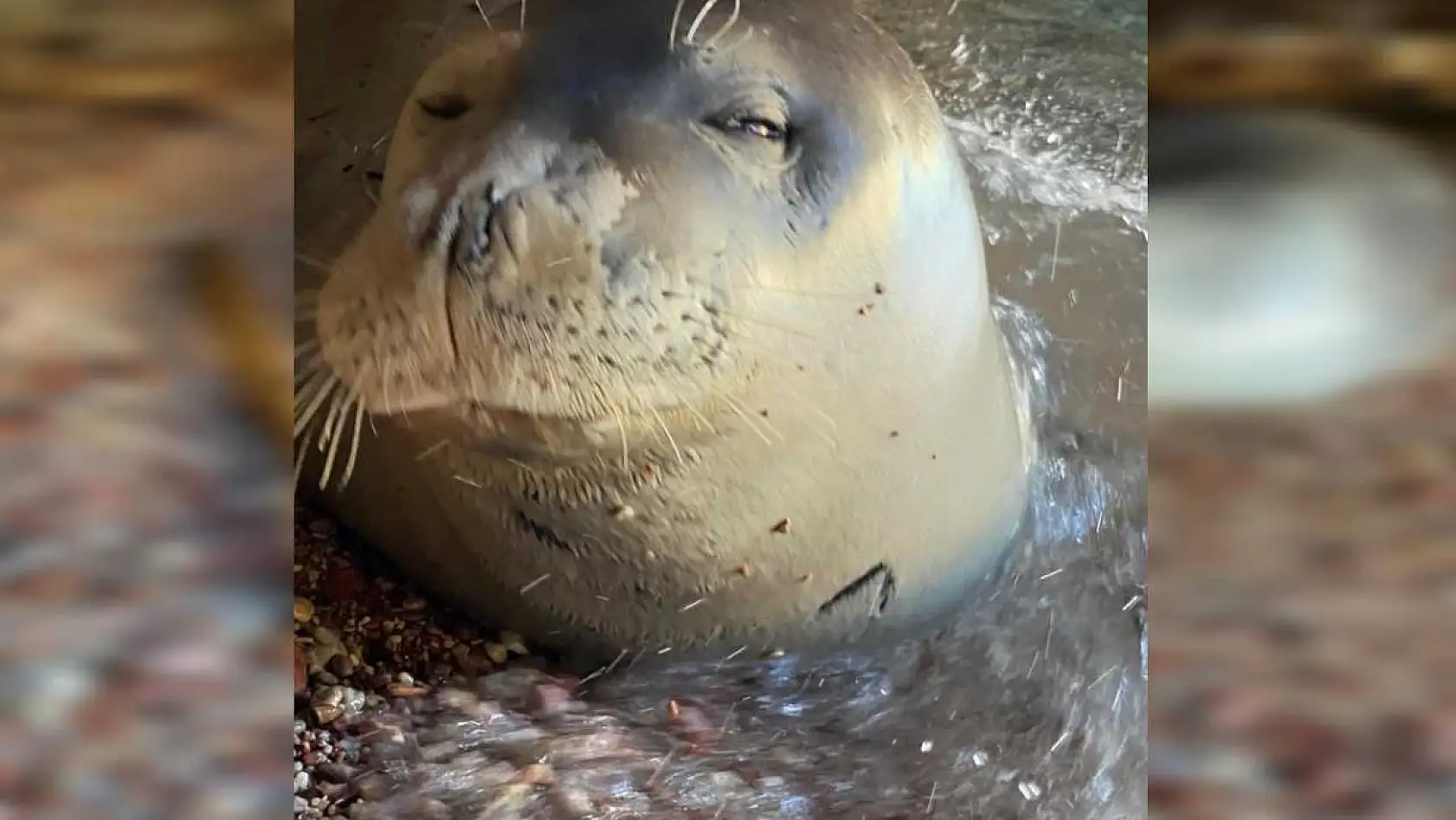 Datça'da karaya çıkan Akdeniz foku, koruma altına alındı
