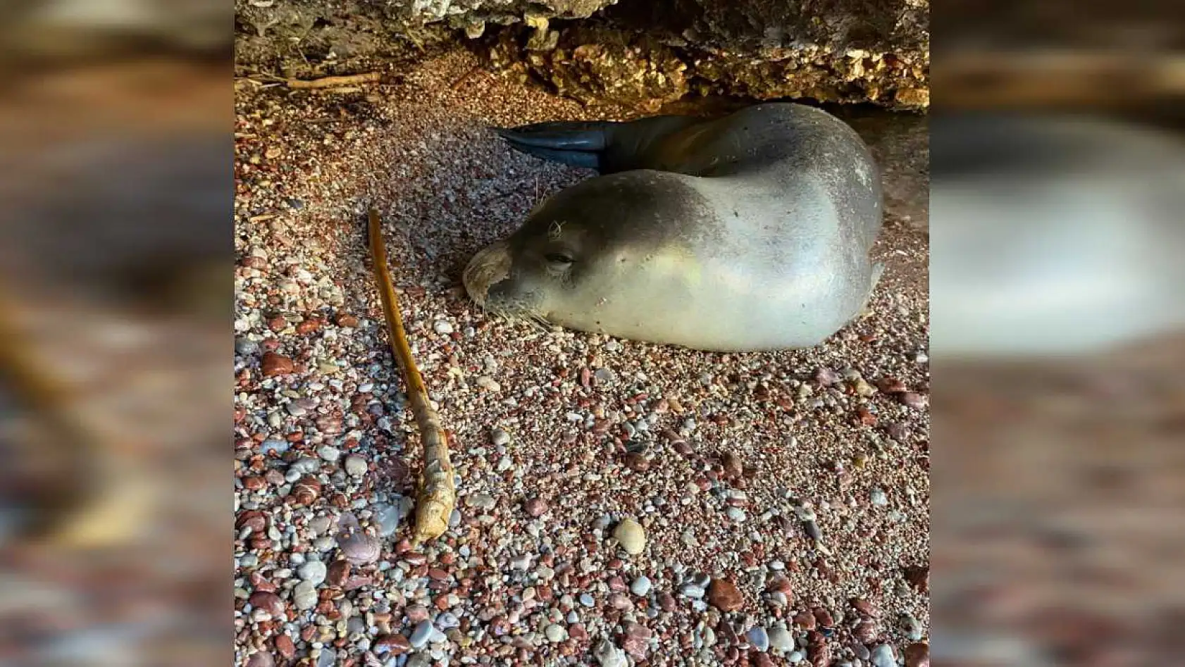 Koruma altına alınan Akdeniz foku, kontrollerinin ardından sahile bırakıldı