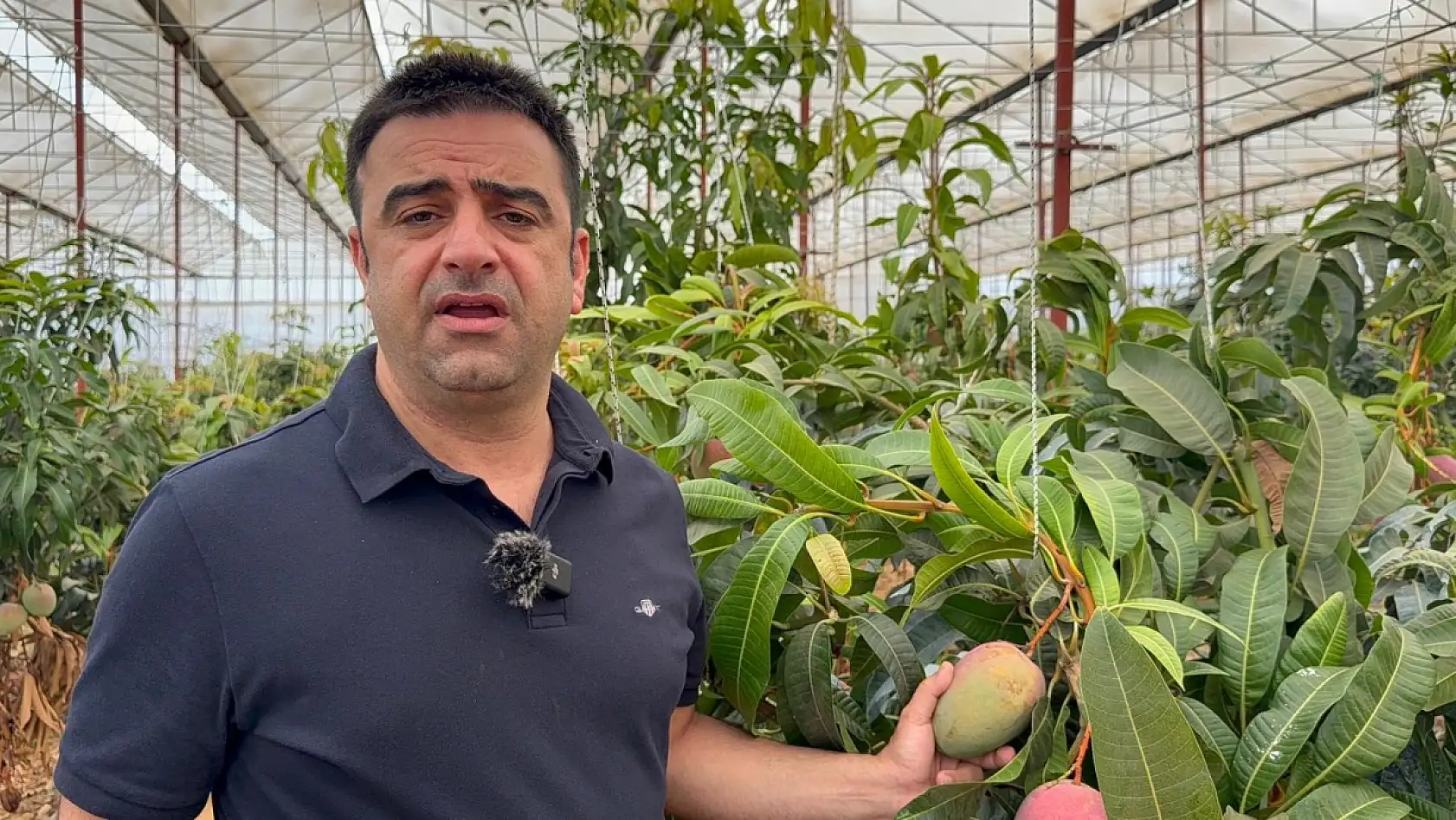 30 yıl önce deneme amaçlı ilk fidan dikildi, bugün 300 dönümden fazla alanda üretiliyor