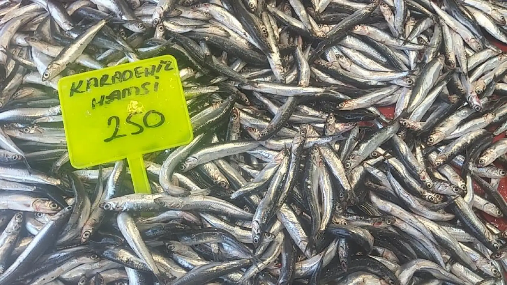 Muğla'da Karadeniz Hamsisi Tezgahlarda: Kilosu 250 TL'den Satılıyor