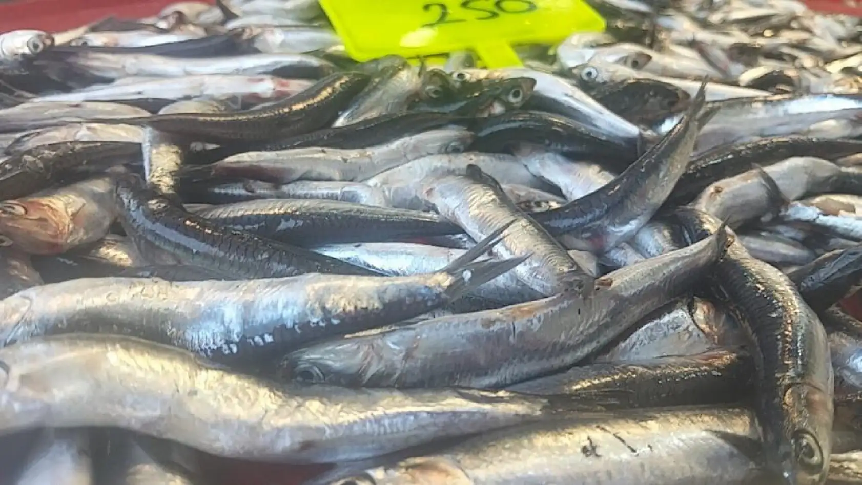 Muğla'da Karadeniz Hamsisi Tezgahlarda: Kilosu 250 TL'den Satılıyor