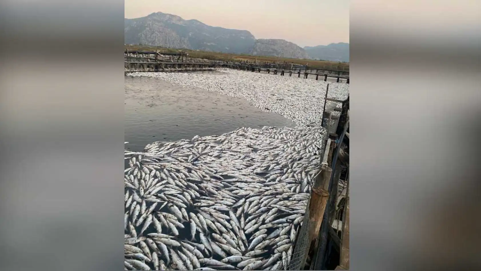 Muğla'da havuzlar açılmadı, tonlarca balık telef oldu iddiası