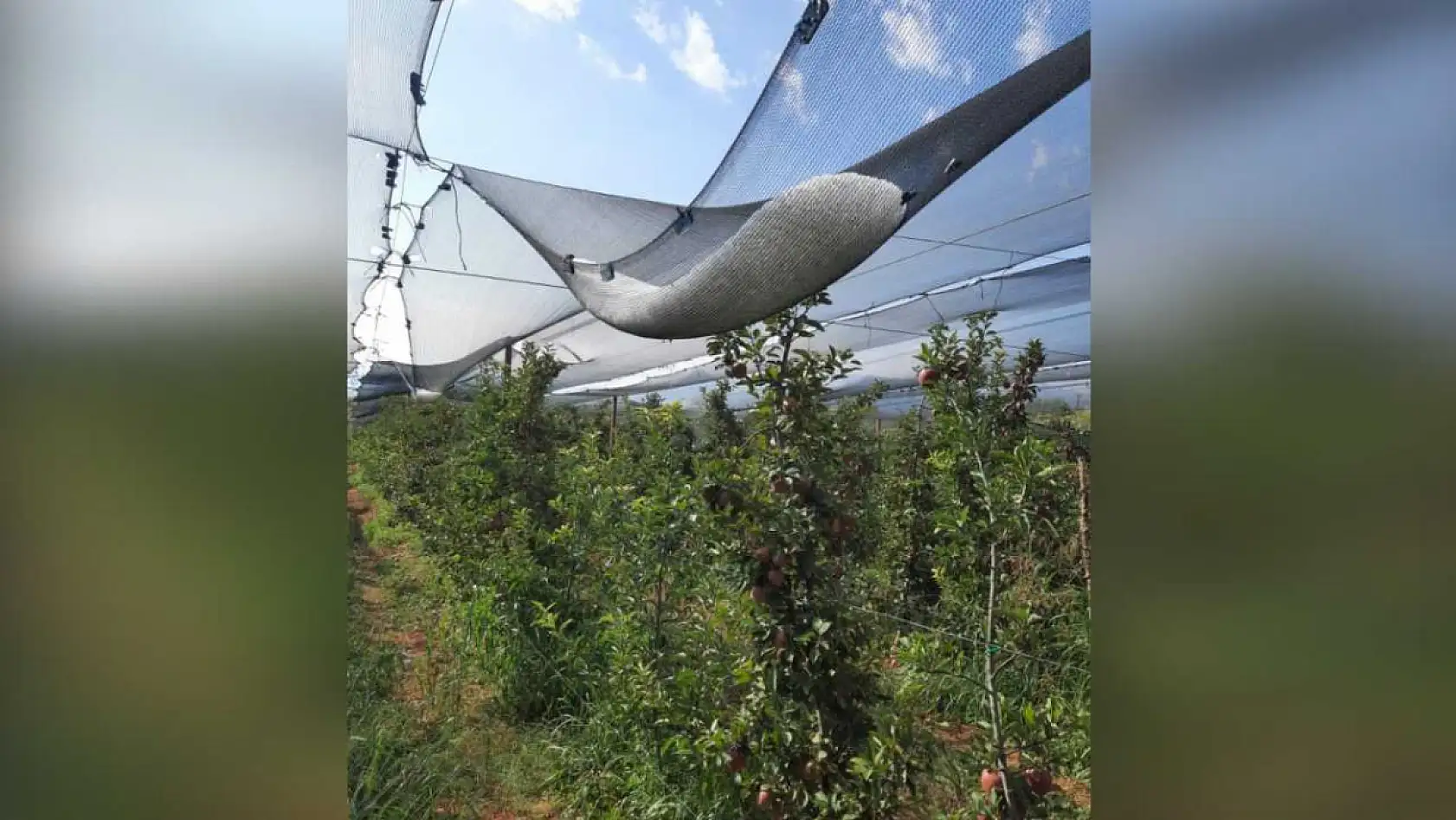 Bir gecede 4 bin 200 ton elma doluya teslim oldu, zarar 170 milyon TL