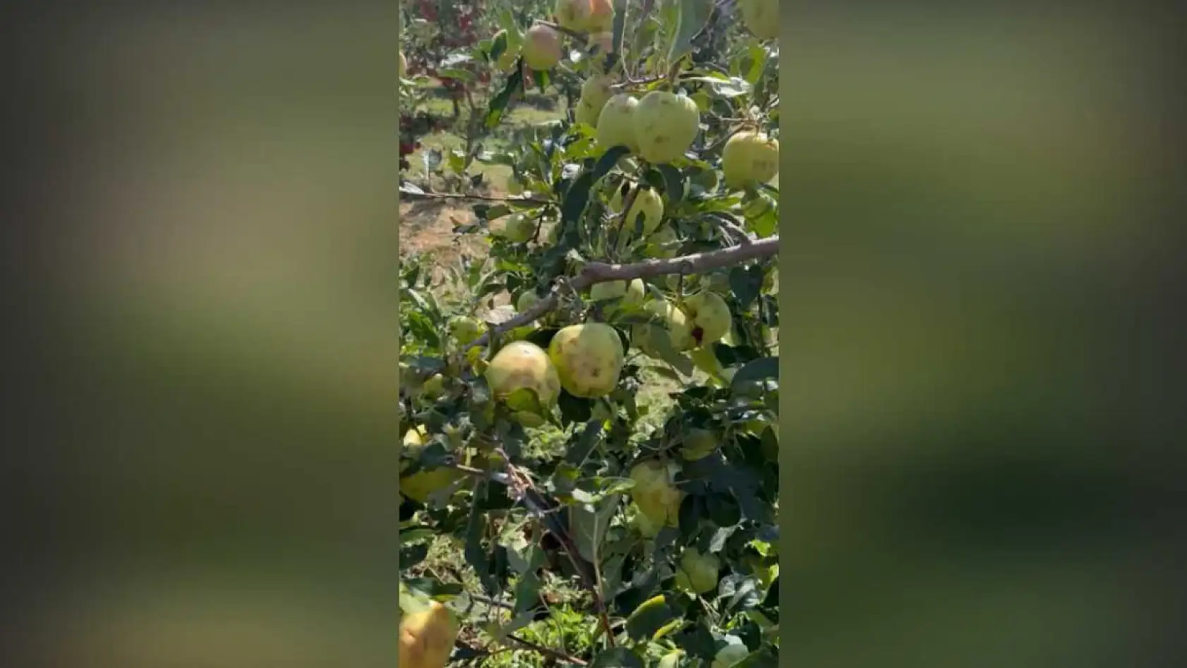 Bir gecede 4 bin 200 ton elma doluya teslim oldu, zarar 170 milyon TL