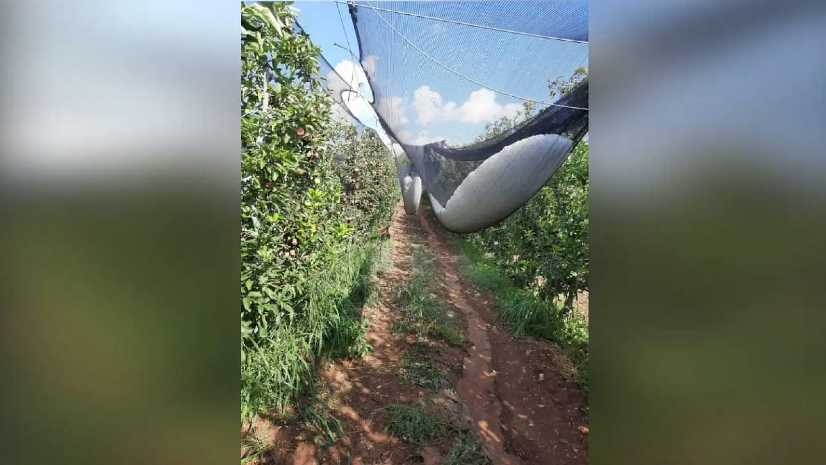Bir gecede 4 bin 200 ton elma doluya teslim oldu, zarar 170 milyon TL