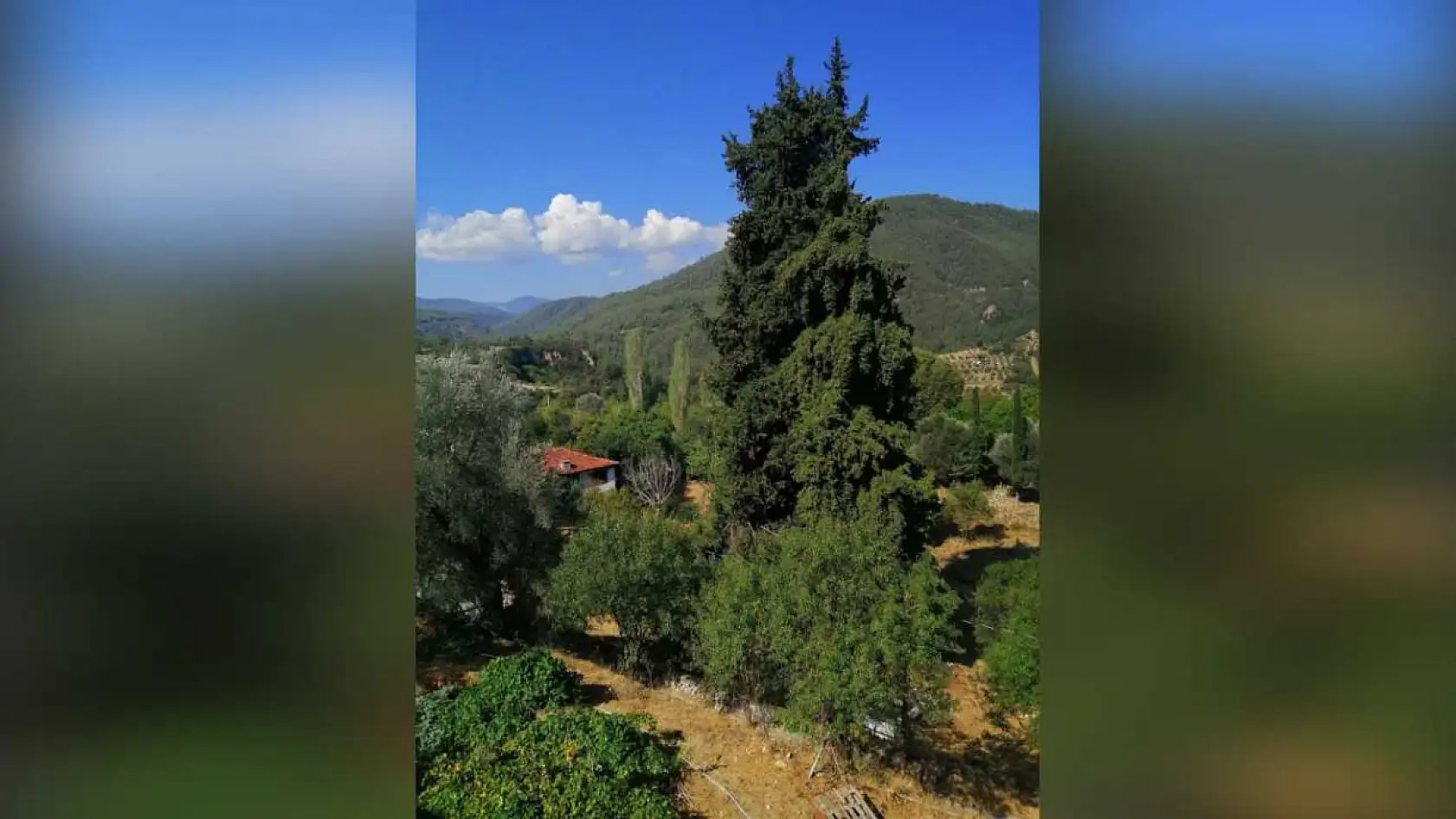 Göktepeliler, asırlık ağaca sahip çıkıyor