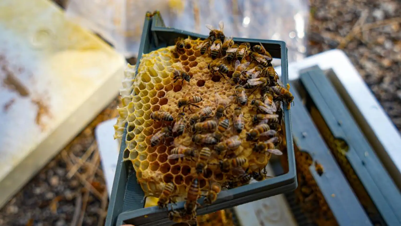 Genç Arıcı Yılda 2 Ton Bal Üretiyor